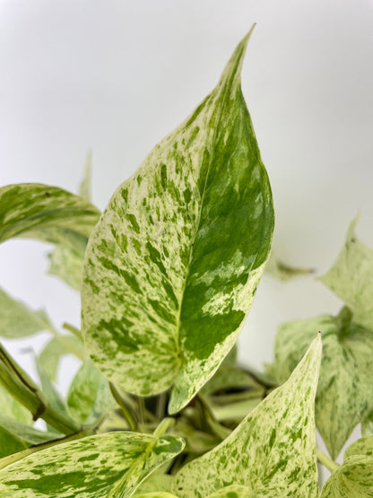 Marble Queen Snow White Pothos by Bumble Plants