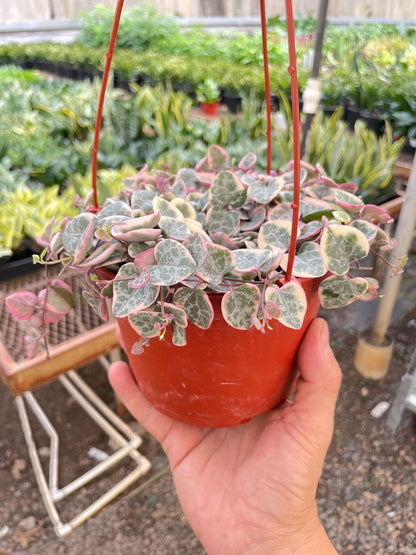 String of Hearts Variegated