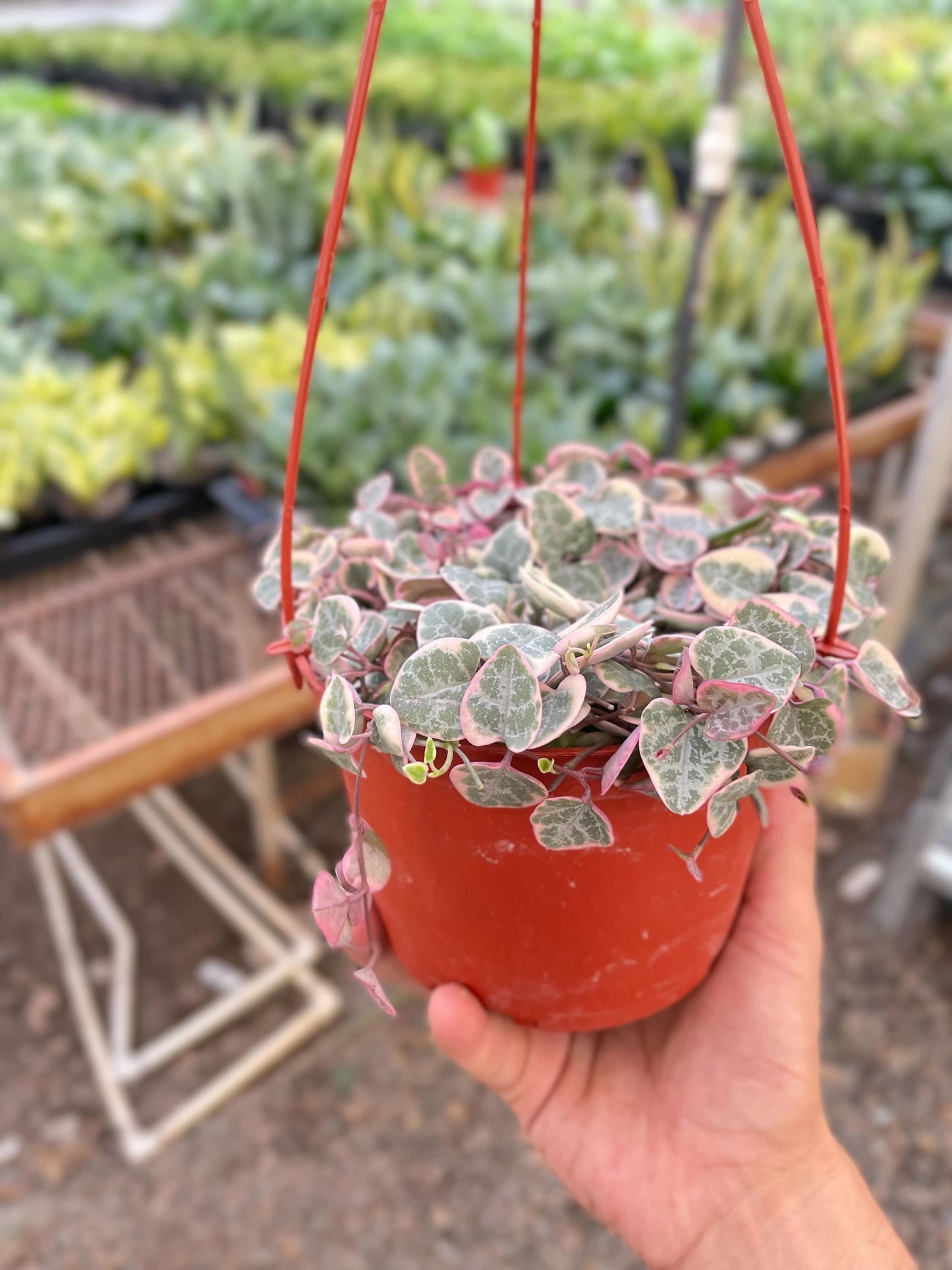 String of Hearts Variegated