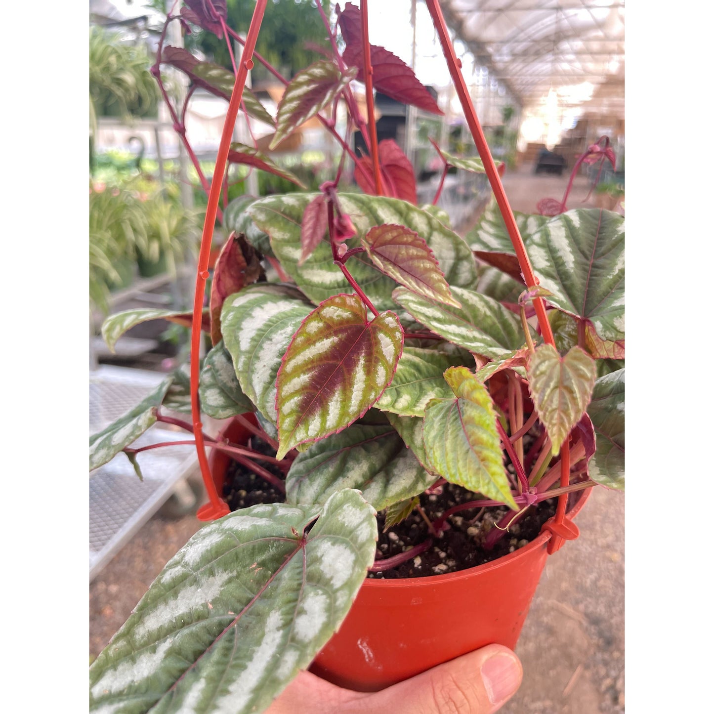 Begonia Rex Vine - 6" Pot