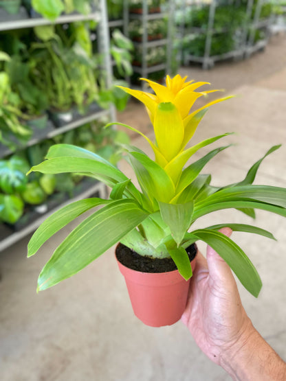 Bromeliad Guzmania 'Yellow' - 4" Pot