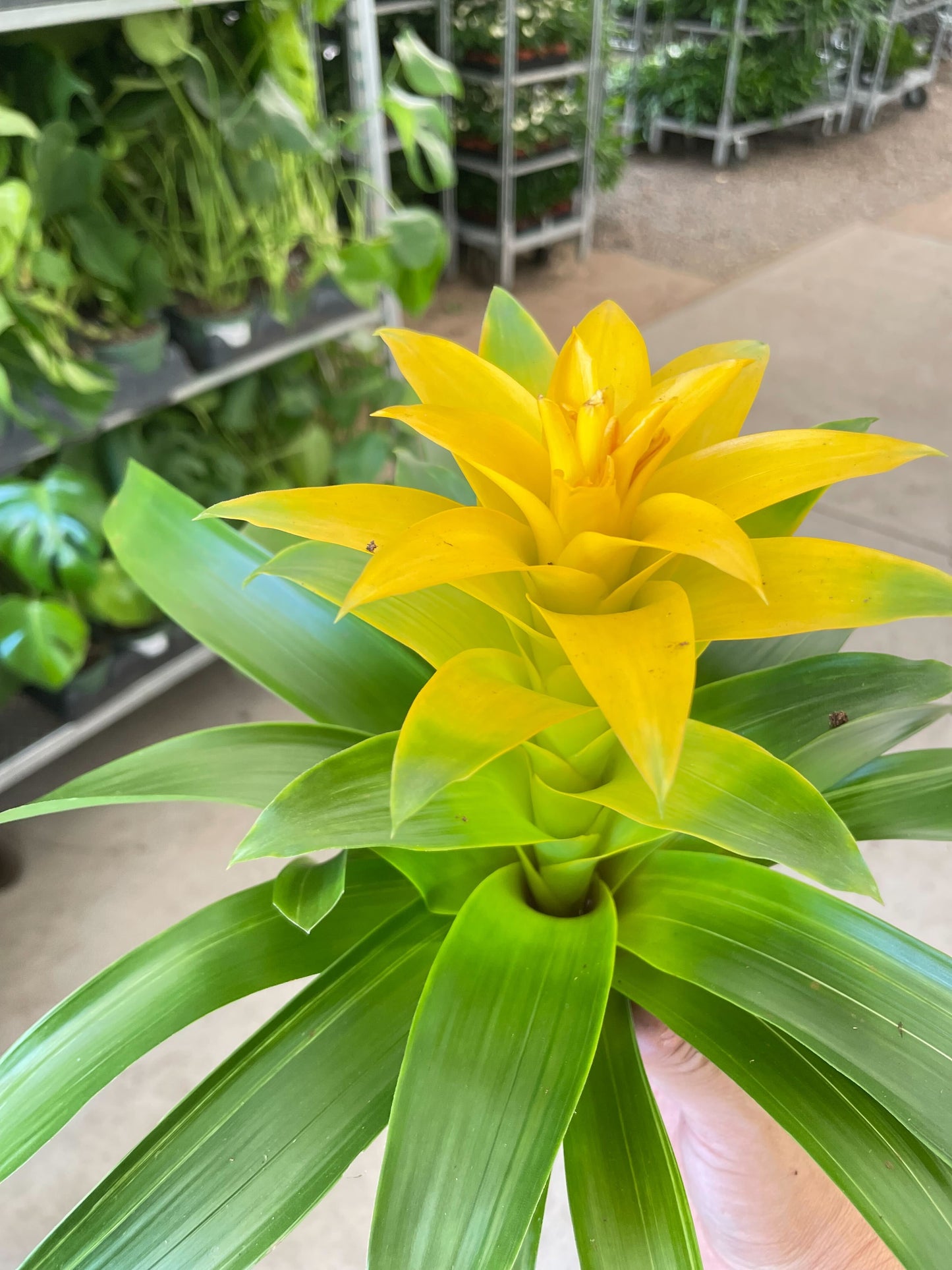 Bromeliad Guzmania 'Yellow' - 4" Pot