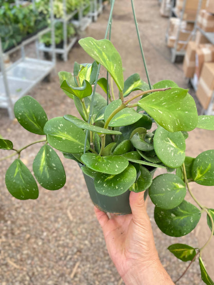 Hoya Obovata Reverse - 6" Pot