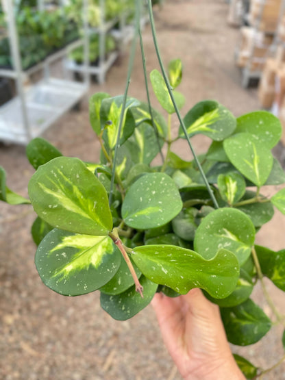 Hoya Obovata Reverse - 6" Pot