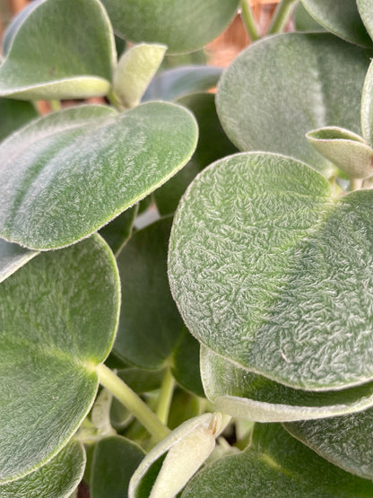 PEPEROMIA FELTED - 6" Pot