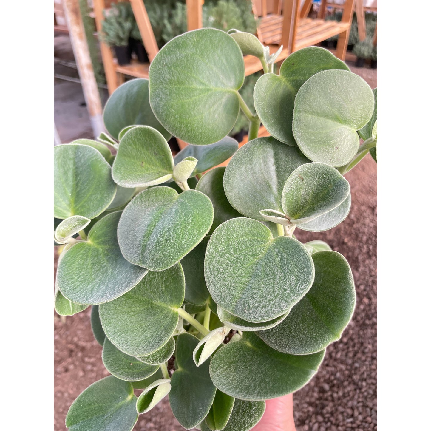 PEPEROMIA FELTED - 6" Pot