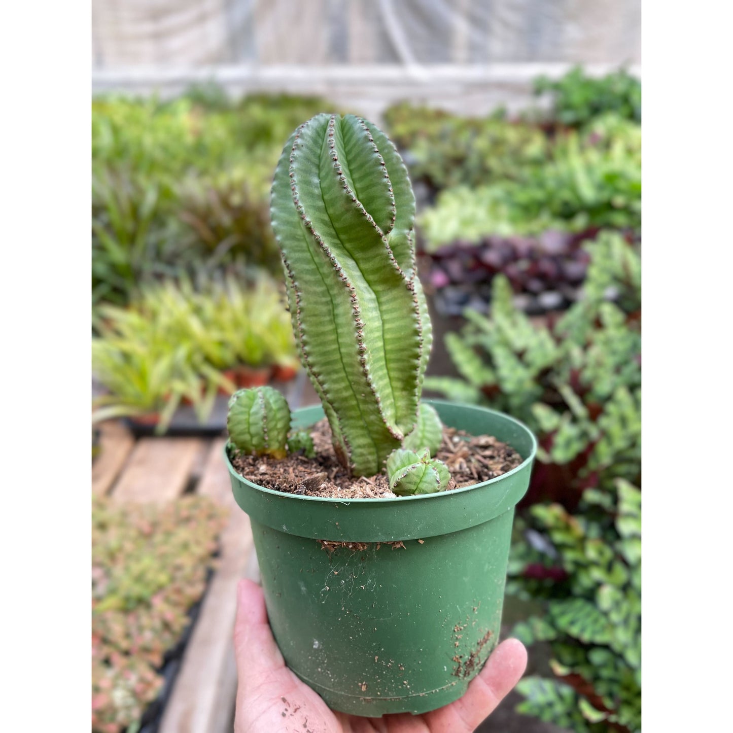 Euphorbia Mother Hubbard Cactus - 6" Pot