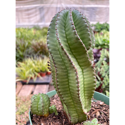 Euphorbia Mother Hubbard Cactus - 6" Pot