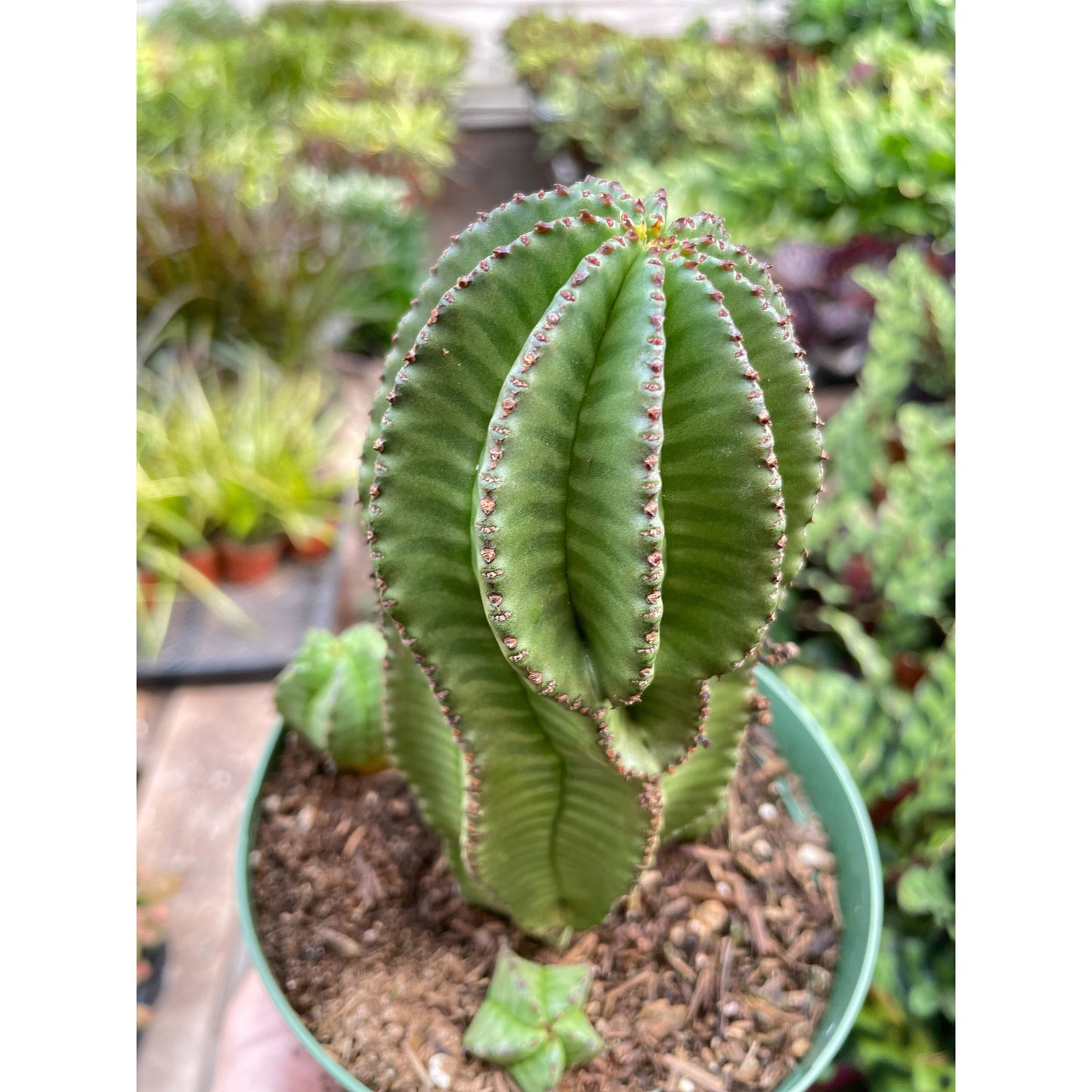 Euphorbia Mother Hubbard Cactus - 6" Pot