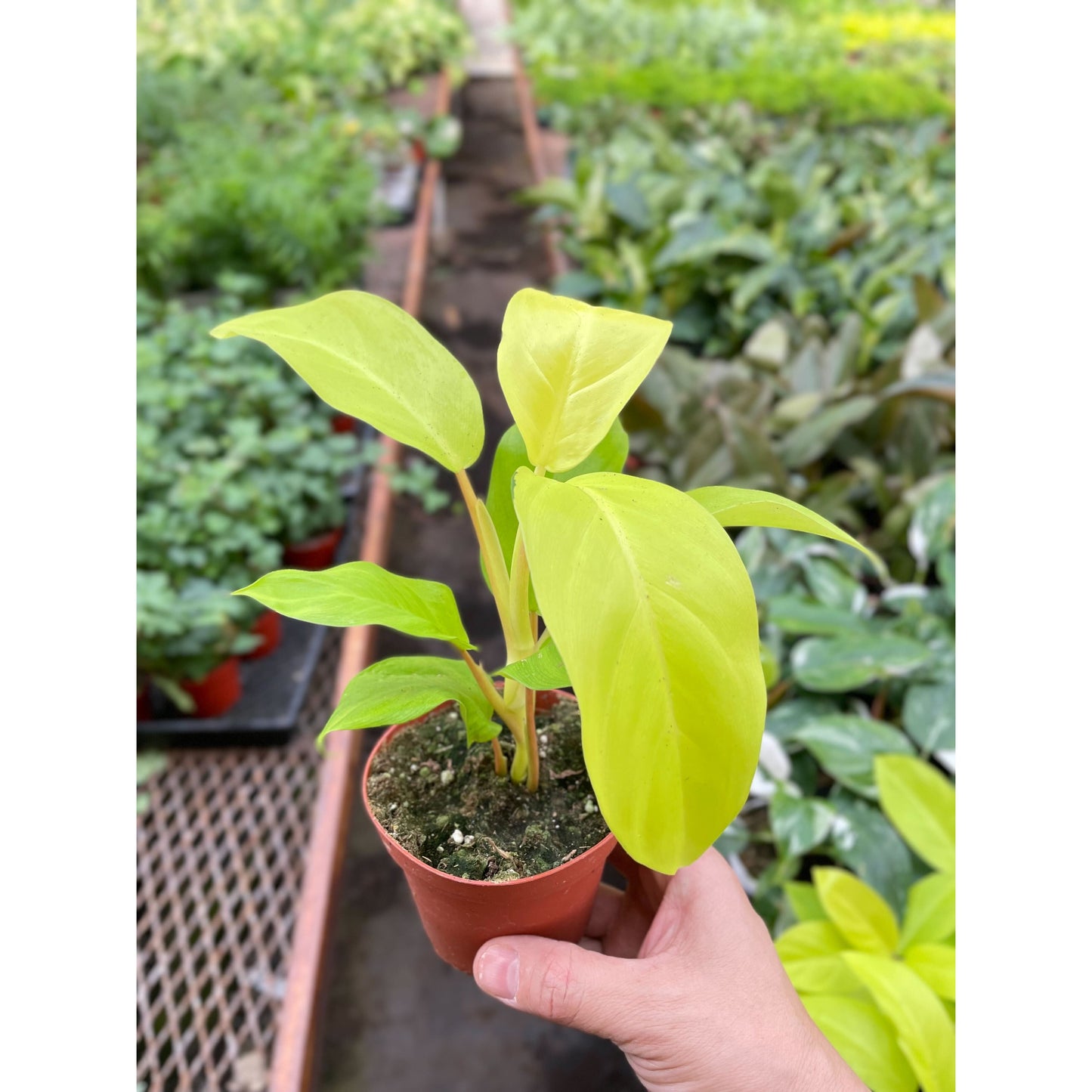 Philodendron Golden Goddess - 4" Pot