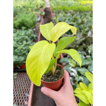 Philodendron Golden Goddess - 4" Pot