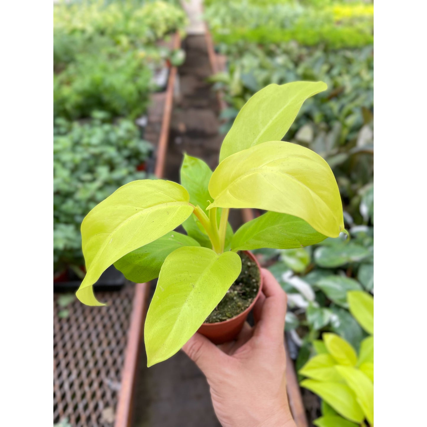 Philodendron Golden Goddess - 4" Pot