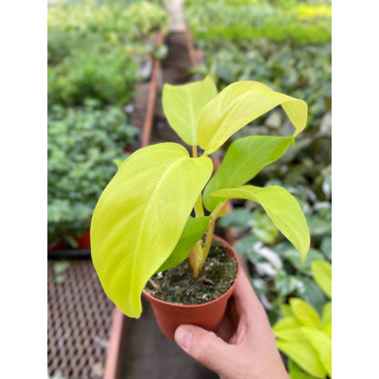 Philodendron Golden Goddess - 4" Pot