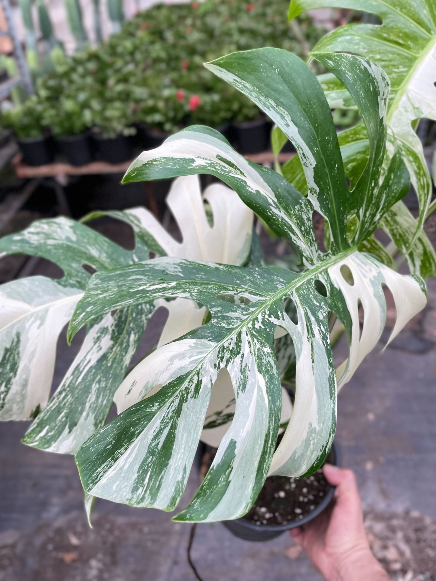 Monstera 'Albo'