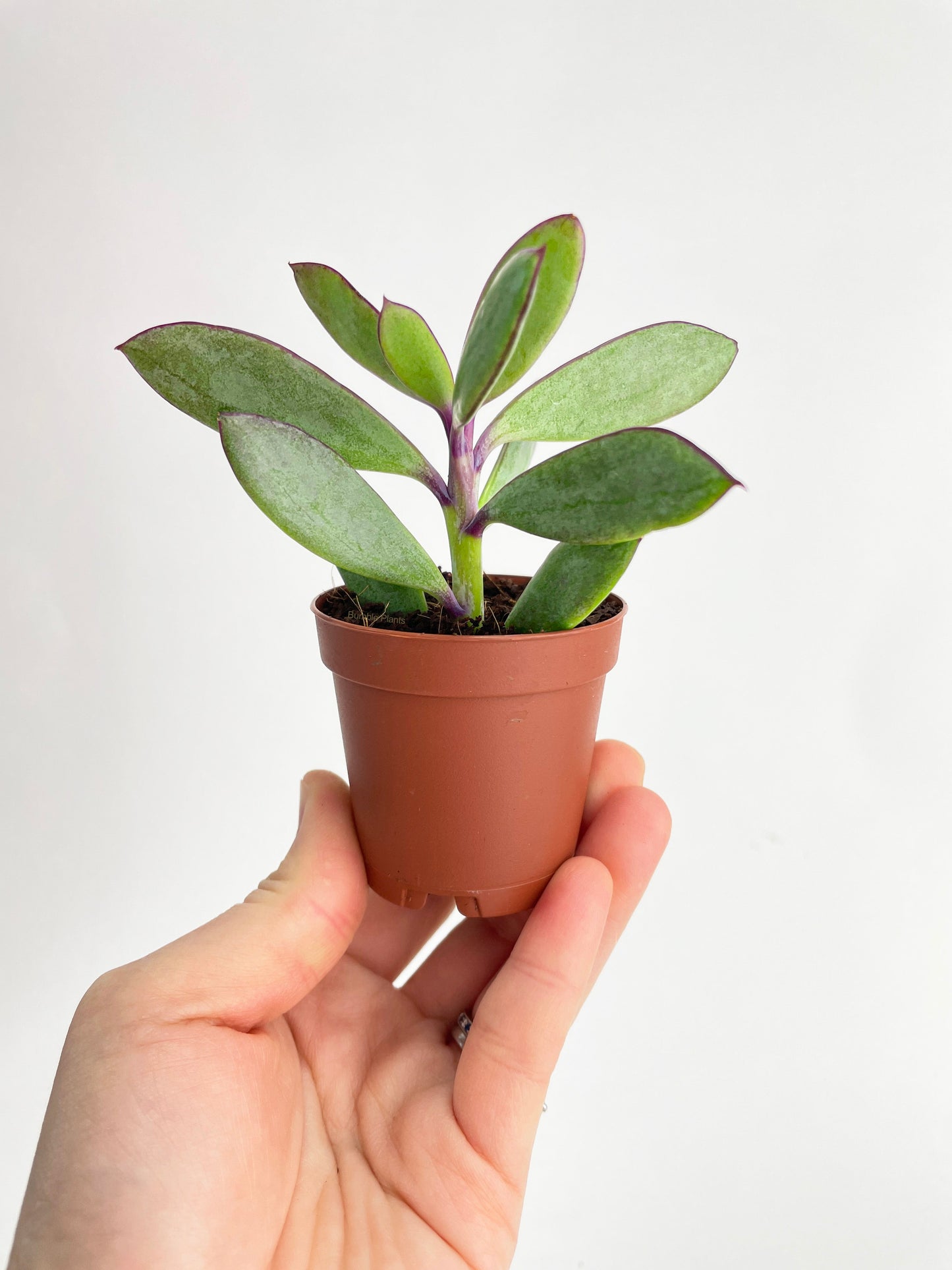 Vertical Leaf Senecio Purple Succulent by Bumble Plants