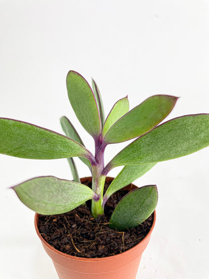 Vertical Leaf Senecio Purple Succulent by Bumble Plants