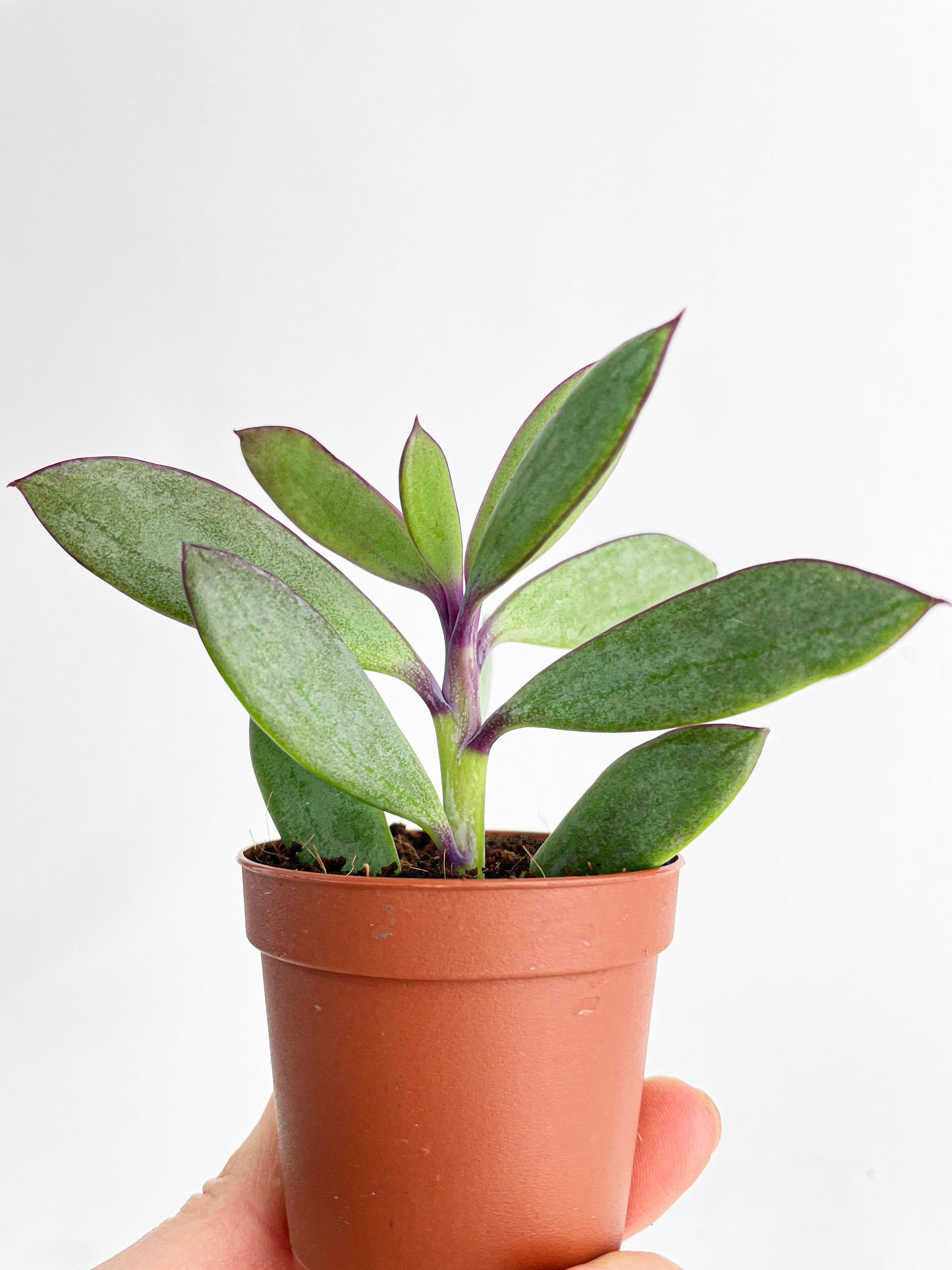 Vertical Leaf Senecio Purple Succulent by Bumble Plants