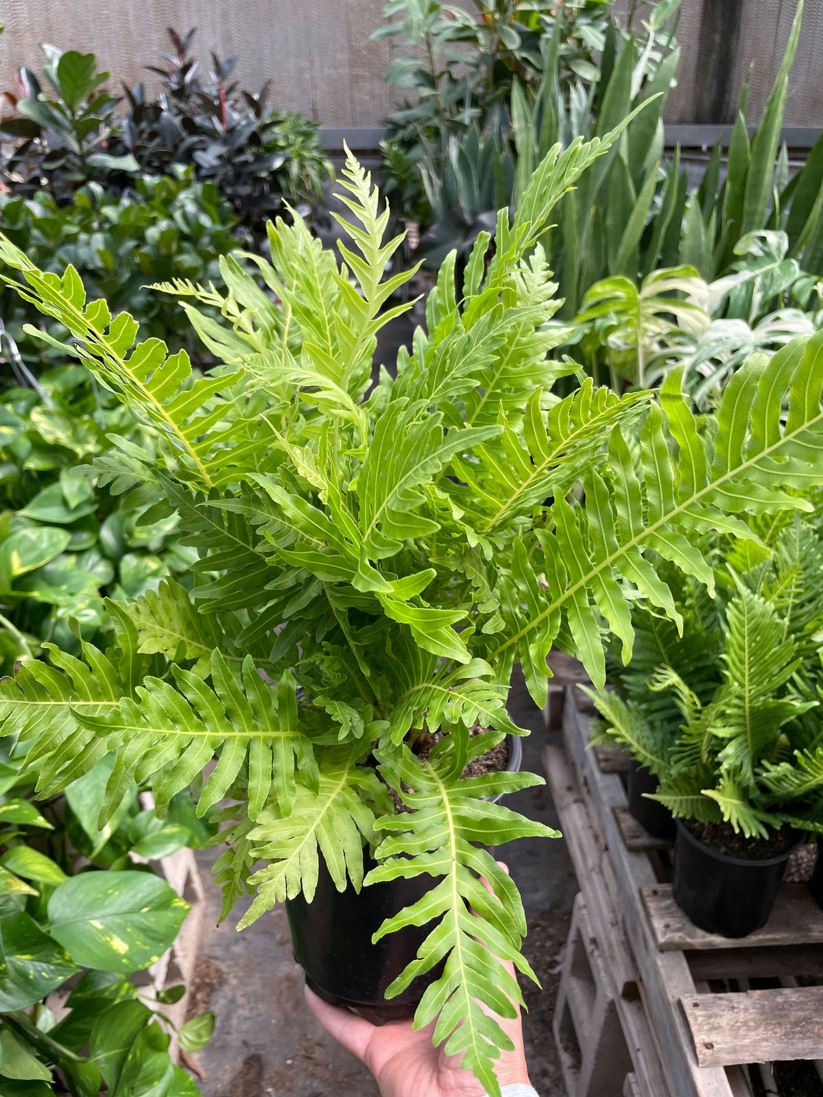 Fern Silver Lady - 6" Pot