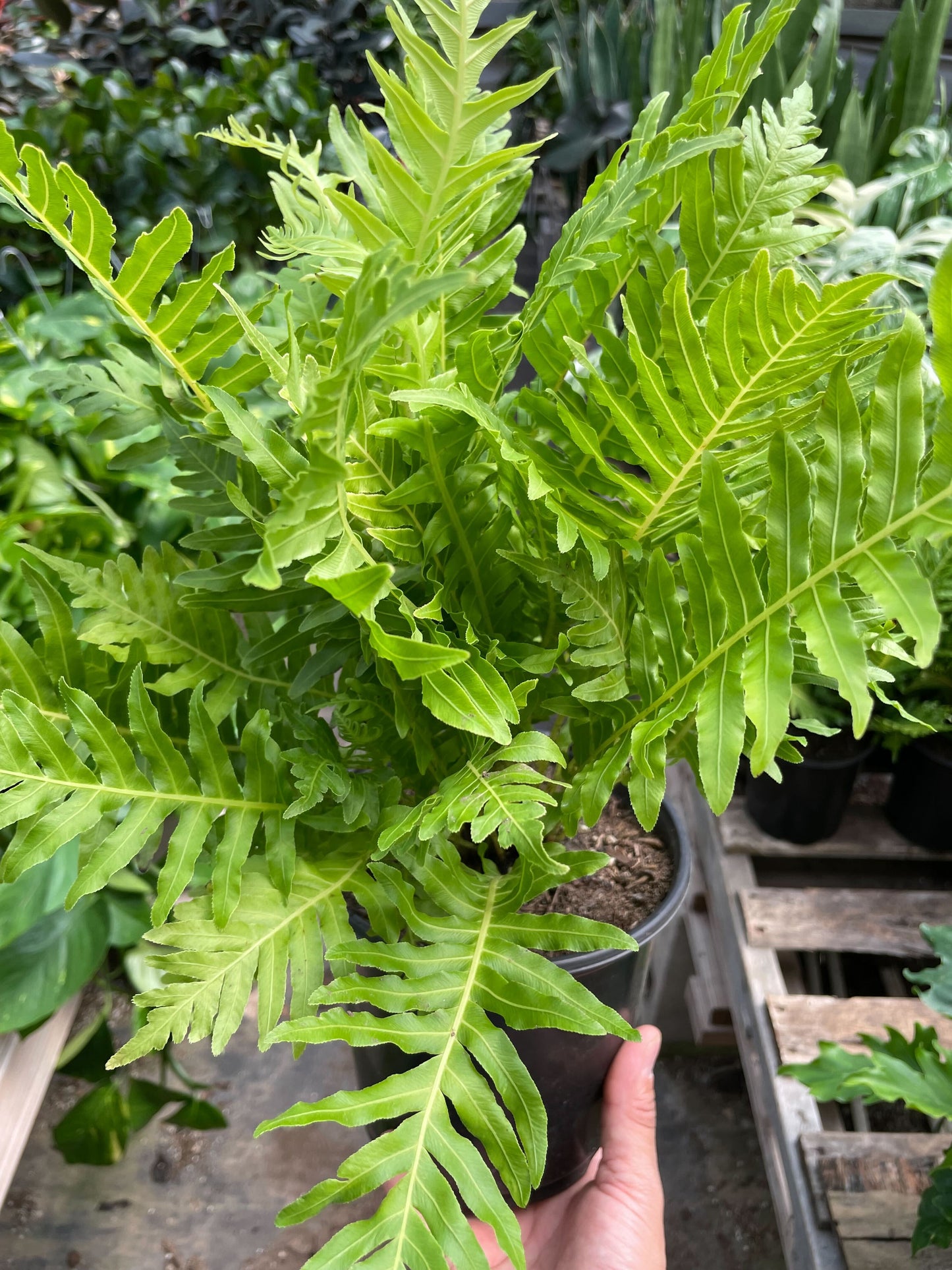 Fern Silver Lady - 6" Pot