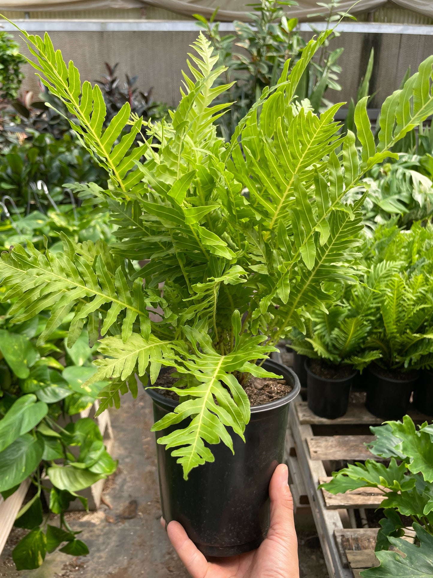 Fern Silver Lady - 6" Pot