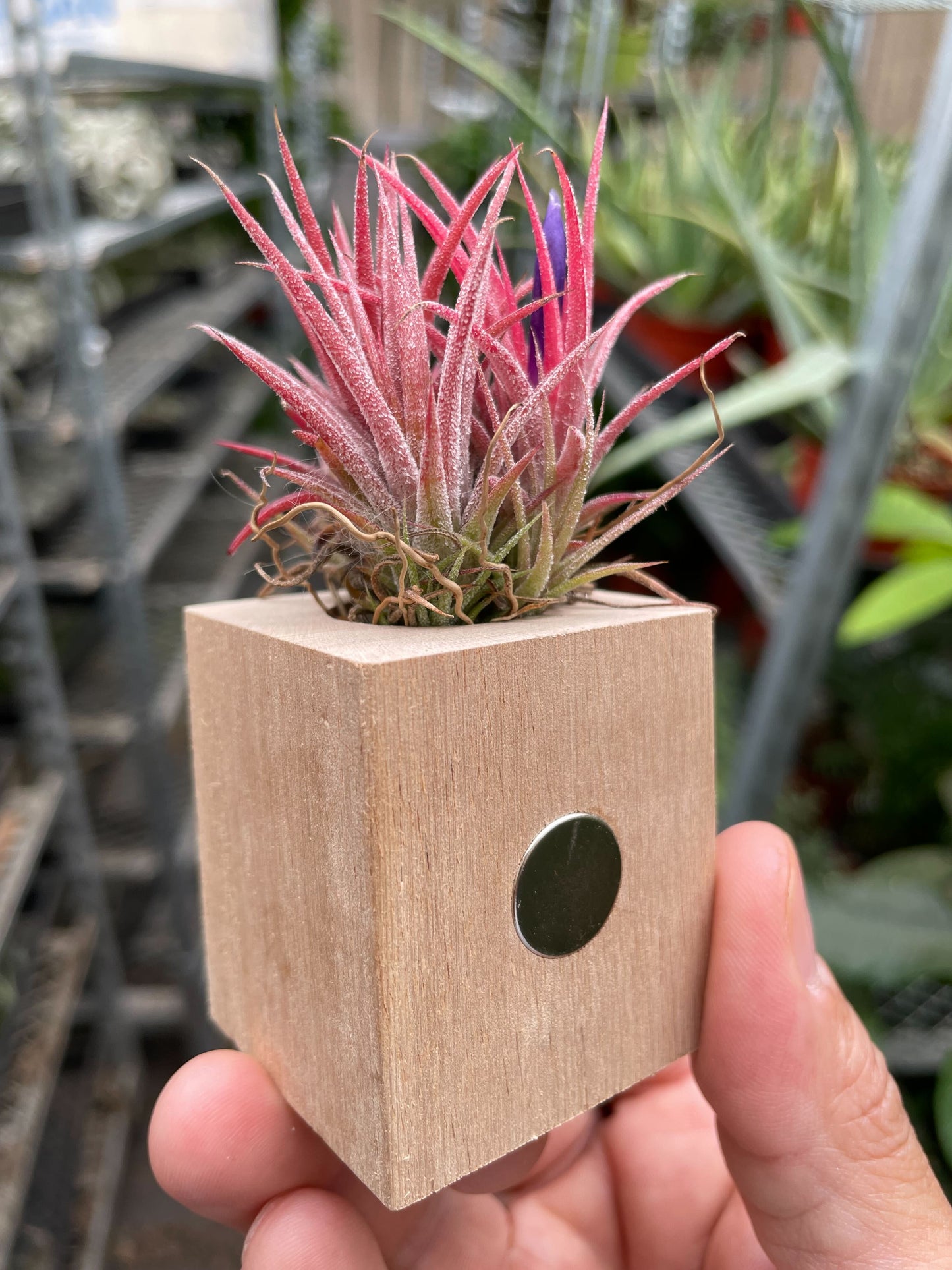 Tillandsia Air Plant Ionantha in Magnetic Wood Planter