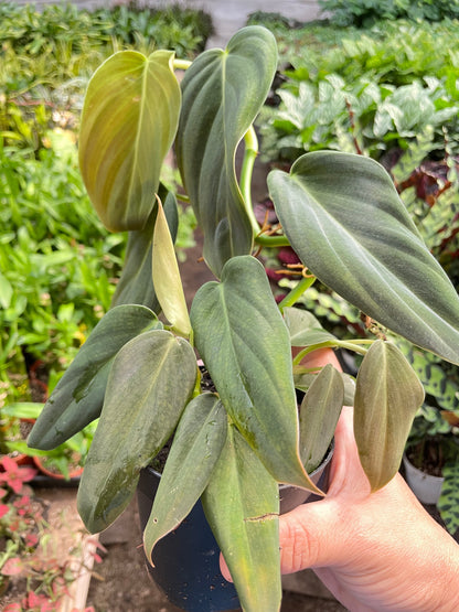 Philodendron Gigas