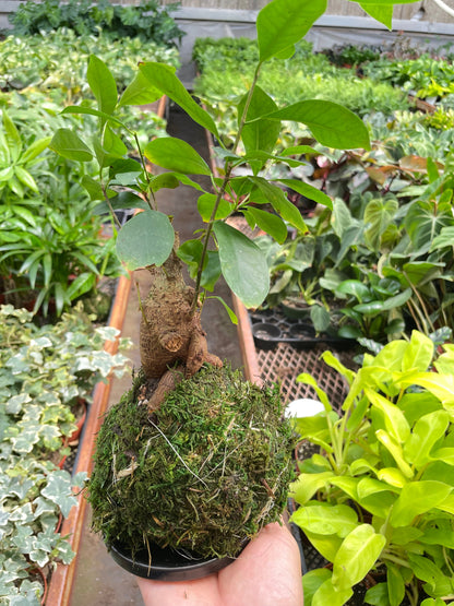 Ficus Ginseng Kokedama