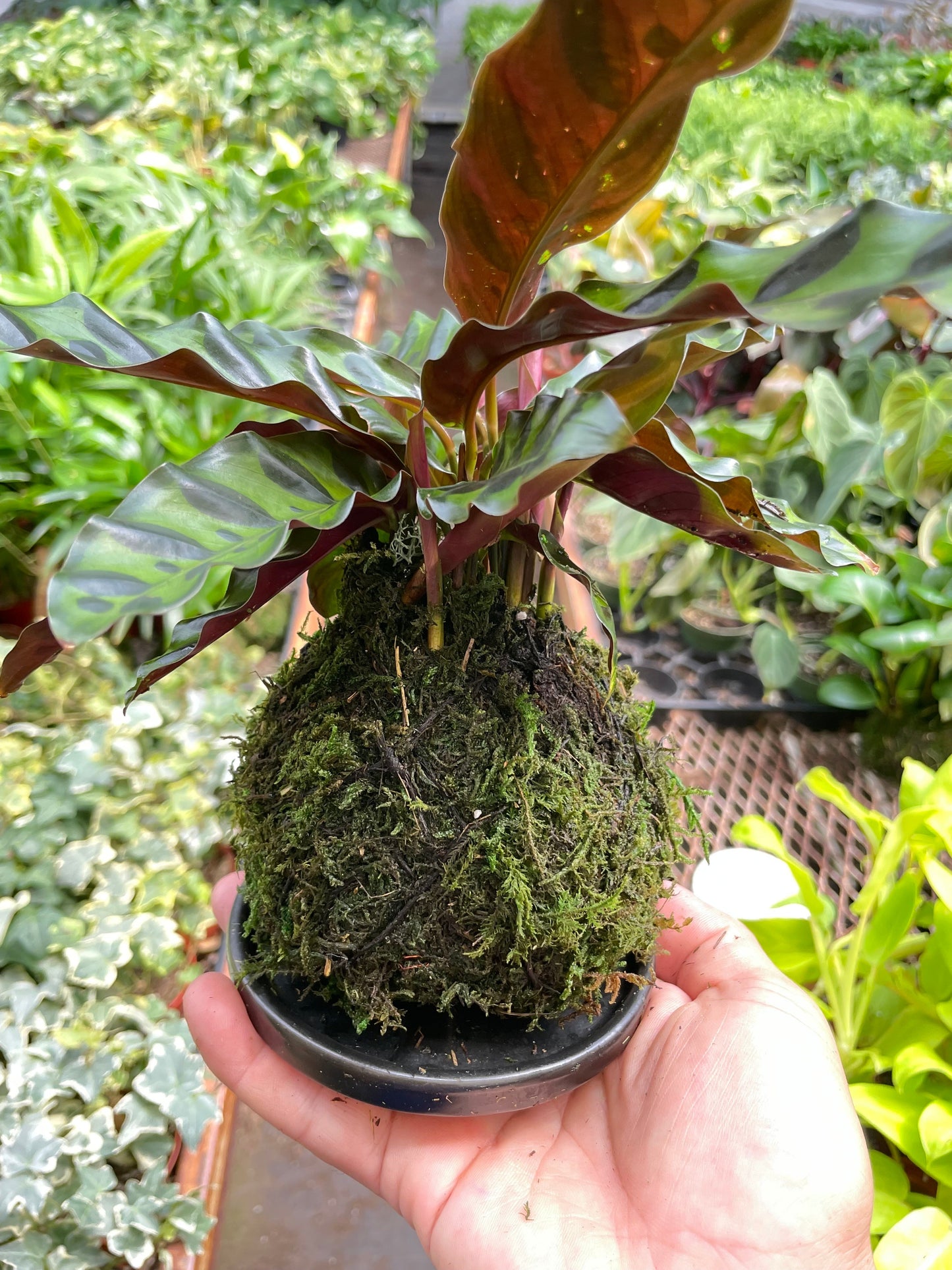 Calathea Rattlesnake Kokedama