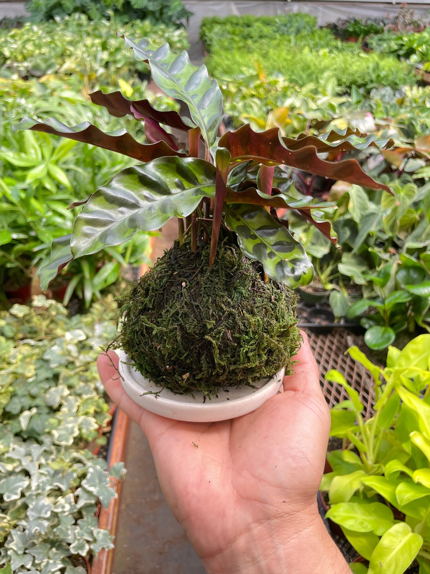 Calathea Rattlesnake Kokedama