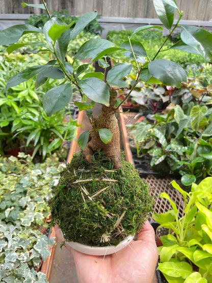 Ficus Ginseng Kokedama