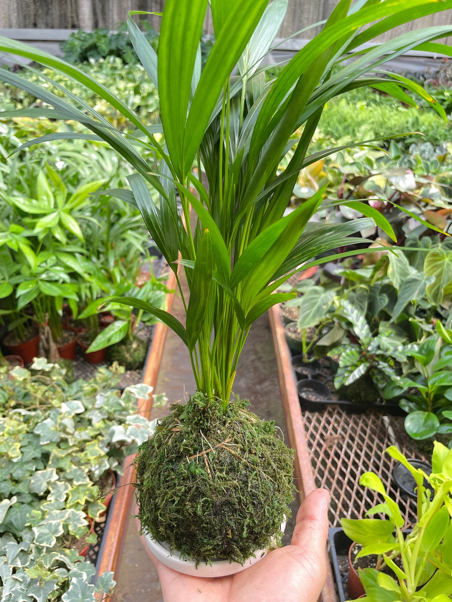 Palm Areca Kokedama