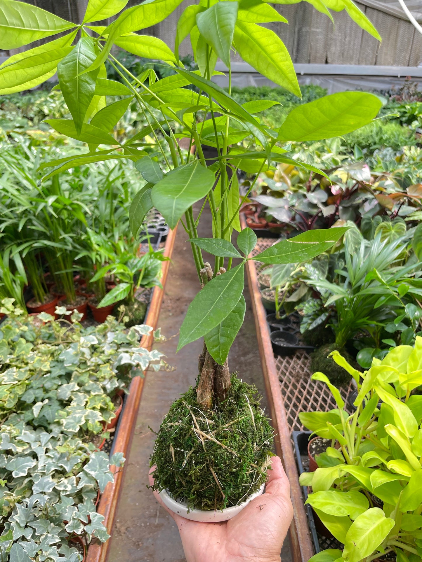 Money Tree 'Guiana Chestnut' Pachira Braid Kokedama