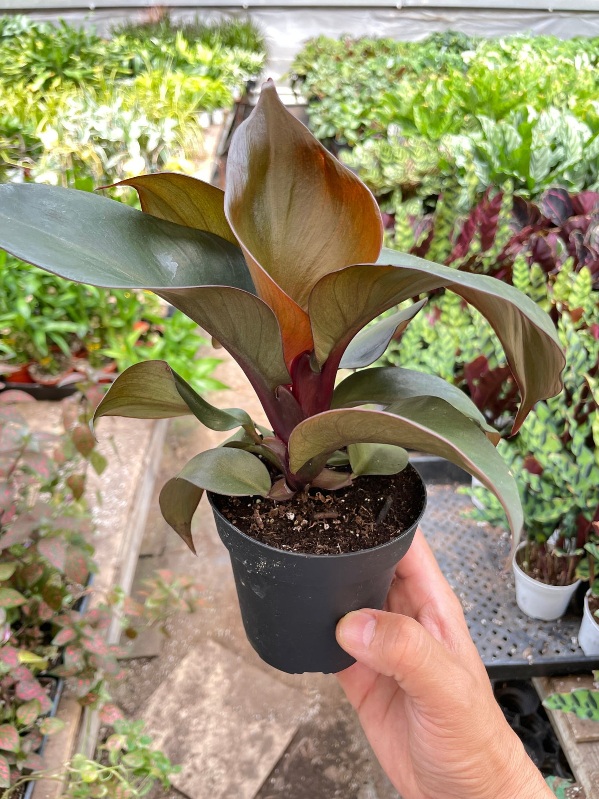 Philodendron 'Red Heart'