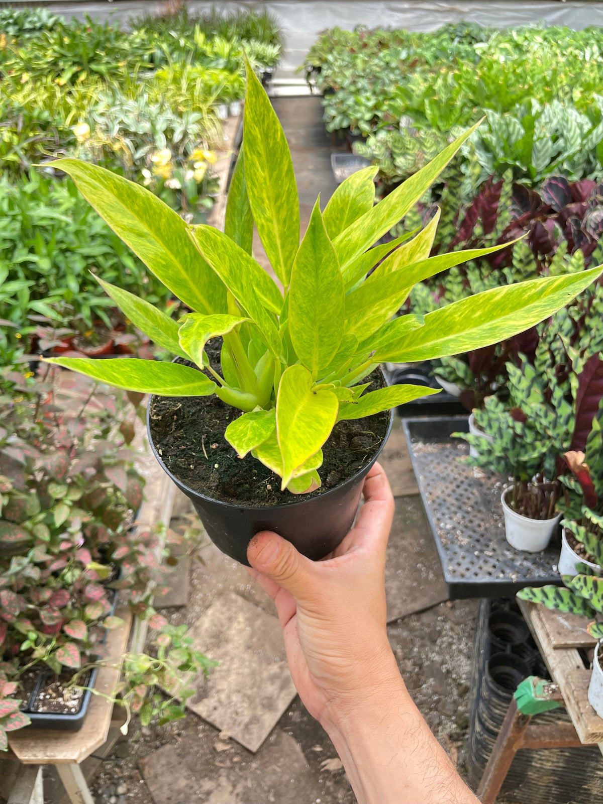 Philodendron 'Calkins Gold'