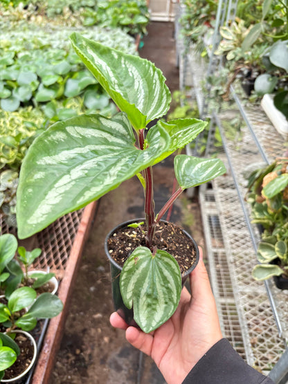 Peperomia Ecuador