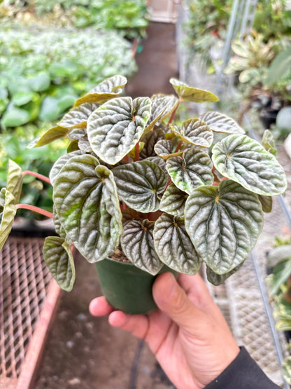 Peperomia 'Emerald Ripple'