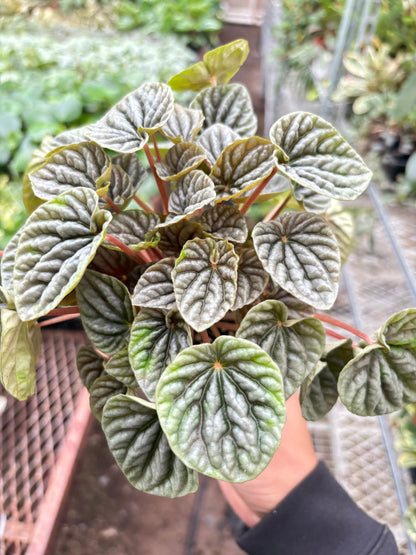 Peperomia 'Emerald Ripple'