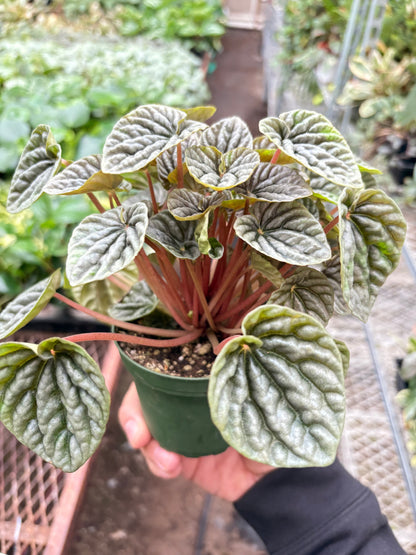 Peperomia 'Emerald Ripple'