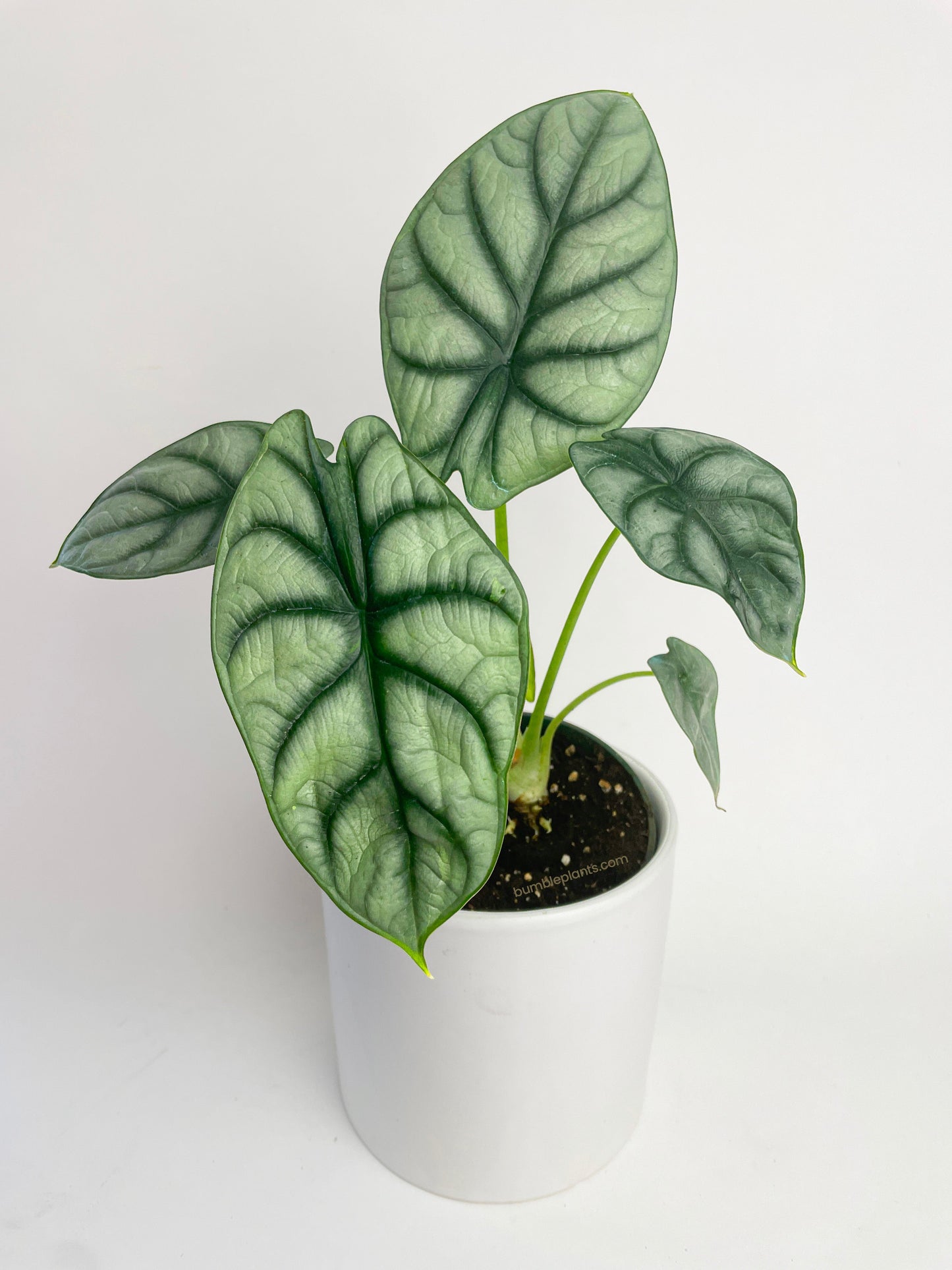 Alocasia Baginda 'Silver Dragon' by Bumble Plants