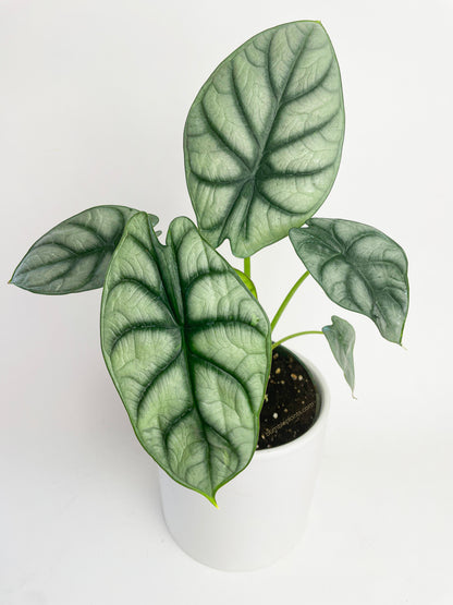 Alocasia Baginda 'Silver Dragon' by Bumble Plants