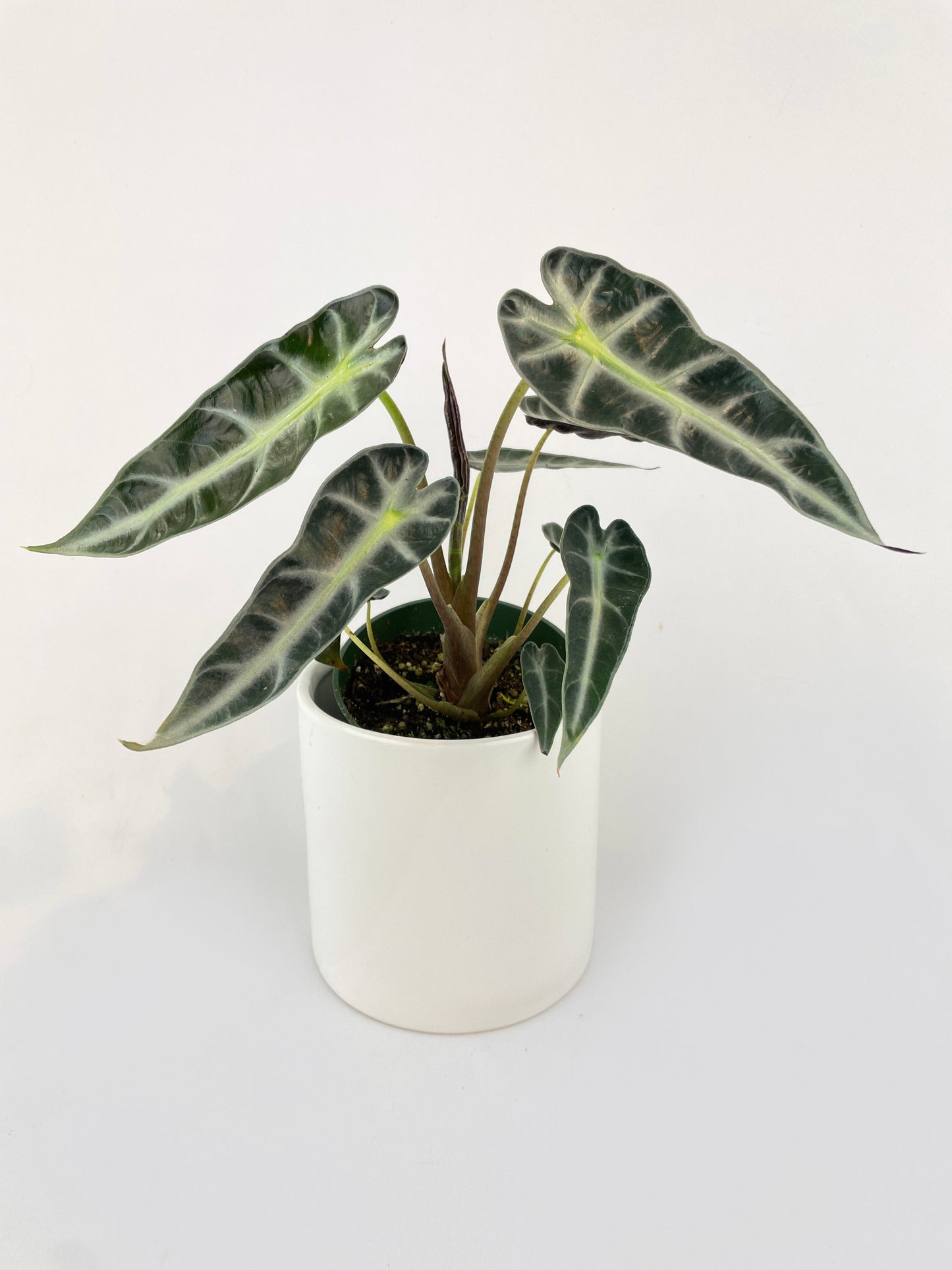 Alocasia Bambino Arrow Plant by Bumble Plants