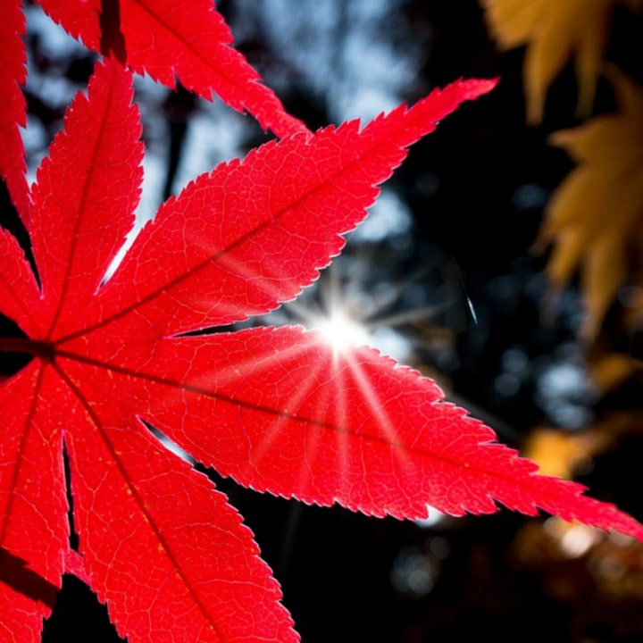 Japanese Red Maple by Growing Home Farms