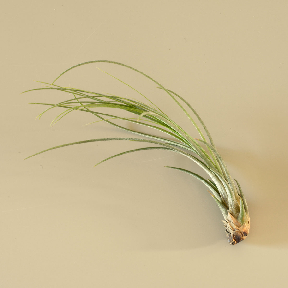 Tillandsia Air Plant Juncea - 5 Pack