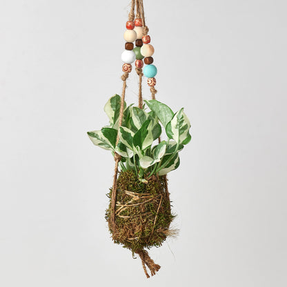 Bead Kokedama Moss Ball Hanging Plant