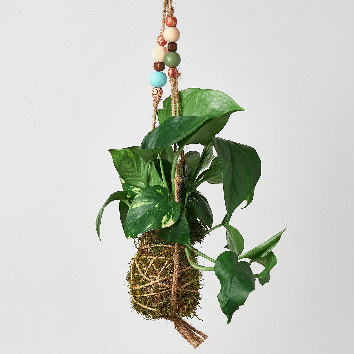 Bead Kokedama Moss Ball Hanging Plant