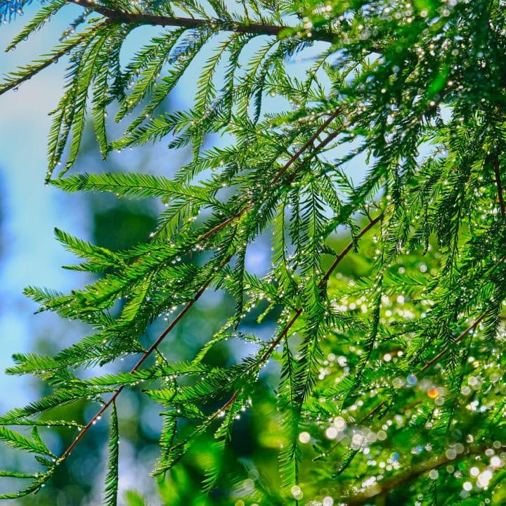 Leyland Cypress | Shop Shrubs by Growing Home Farms