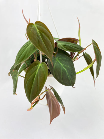 Philodendron Micans Velvet Leaves by Bumble Plants