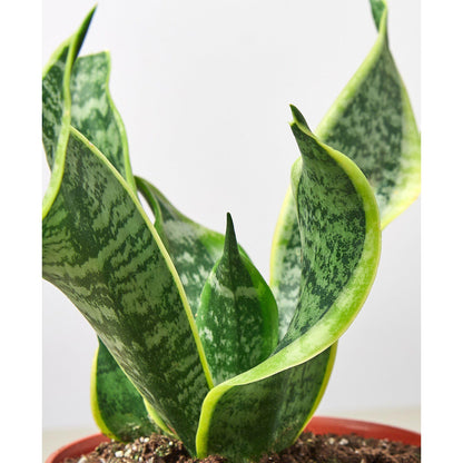 Snake Plant 'Twist'