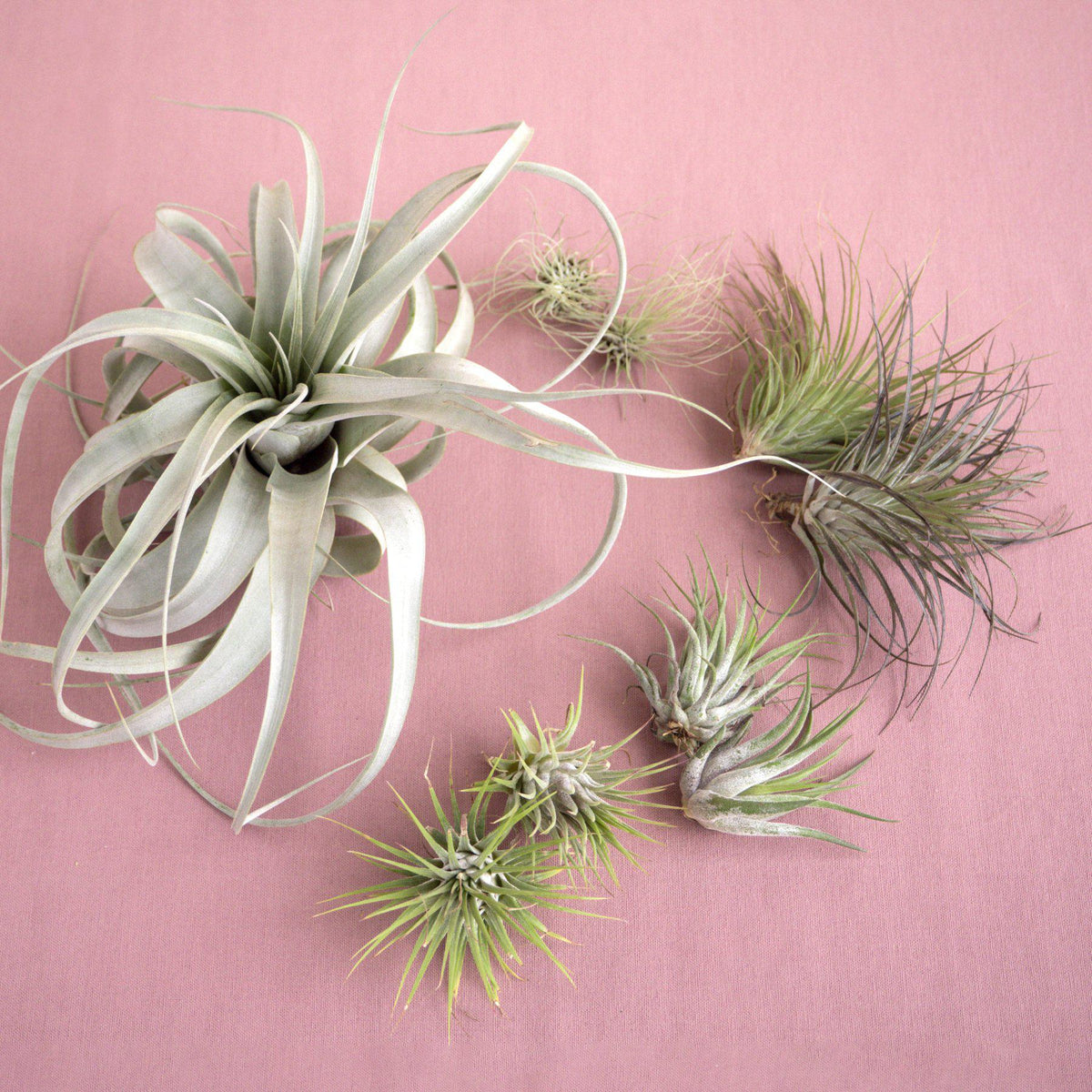 Large Air Plant Bundle