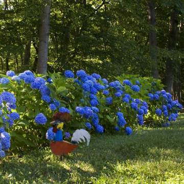 Nikko Blue Hydrangea | Shop Shrubs by Growing Home Farms